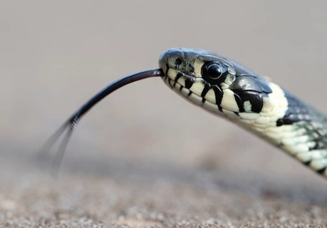 Grass snake (Natrix natrix), portrait, tonguing, forked tongue, Lower Saxony, Germany