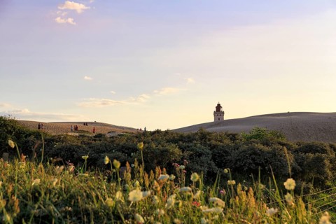 Rubjerg Knude lighthouse on the horizon, walkers on hiking dune, evening mood in summer, Løkken,