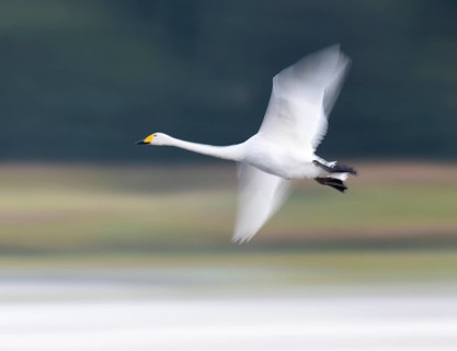 Singing swan (Cygnus cygnus) flying over a lake, motion blur, long exposure, moving, wiping effect,