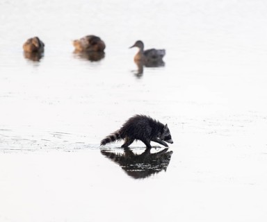 Raccoon (Procyon lotor), young raccoon looking for food in the shallow water zone of a lake, behind