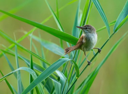 Thrush warbler (Acrocephalus arundinaceus) on a reed, reed (Phragmites australis), Lower Saxony,
