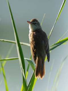 Thrush warbler (Acrocephalus arundinaceus) on a reed, reed (Phragmites australis), Lower Saxony,