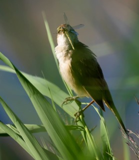 Bluebird (Acrocephalus arundinaceus) on a reed stalk, reed (Phragmites australis), with prey