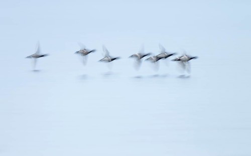 Heron duck (Aythya fuligula), heron flying over a lake, motion blur, long exposure, pull, mopping