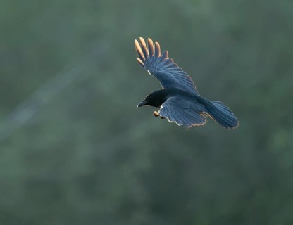 Raven crow (Corvus corone) flying, Lower Saxony, Germany