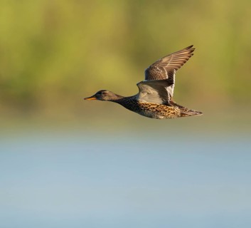 Schnatter duck (Mareca strepera), female flying across a lake, Lower Saxony, Germany