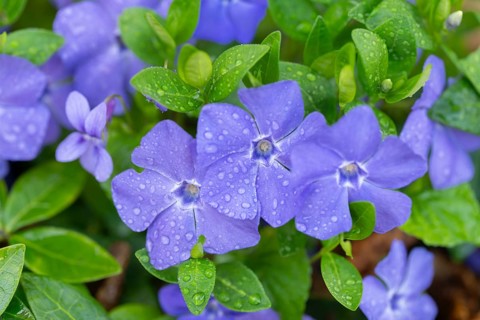 Small evergreen (Vinca minor), blooming, Lower Saxony, Germany