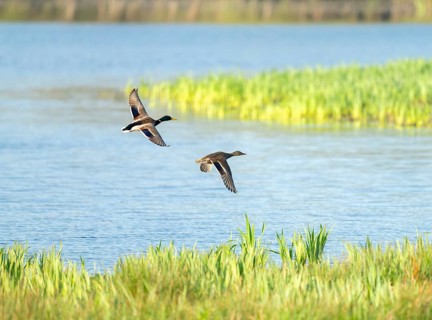 Mallard (Anas platyrhynchos), male and female flying across a lake, Lower Saxony, Germany