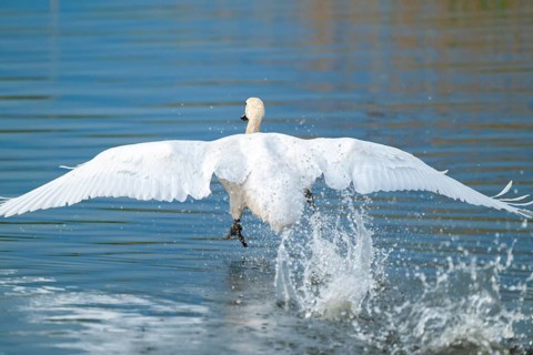 Humped swan (Cygnus olor) takes off from a lake, blue water, Lower Saxony, Germany