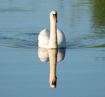 Silted swan (Cygnus olor) swimming on a lake, blue water, Lower Saxony, Germany