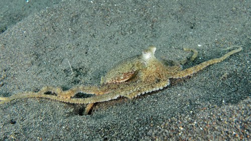 A marbled octopus (Amphioctopus aegina) spreads on sandy seabed. Puri Jati Dive Site, Umeanyar,