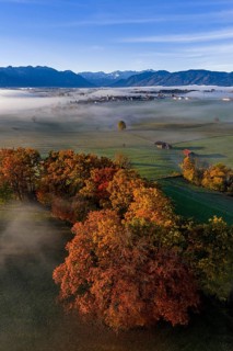 Trees, oaks, beech trees, sunny, morning light, autumn color, fog, aerial view, Riegsee, view of