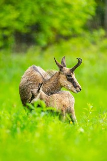 Chamois (Rupicapra rupicapra) Mother (doe) with her youngster (fawn) on a meadow, Austria