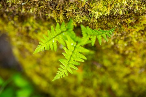 Red-stemmed feathermoss (Pleurozium schreberi) growing on old wood in a forest, Bavaria, Germany