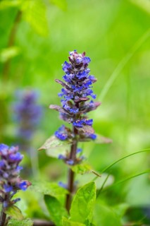 Bugle (Ajuga reptans) blossoms, detail, Bavaria, Germany