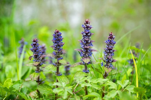 Bugle (Ajuga reptans) blossoms, detail, Bavaria, Germany