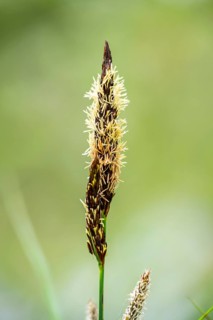 Greater tussock-sedge (Carex paniculata) grass blooming in spring, Bavaria, Germany