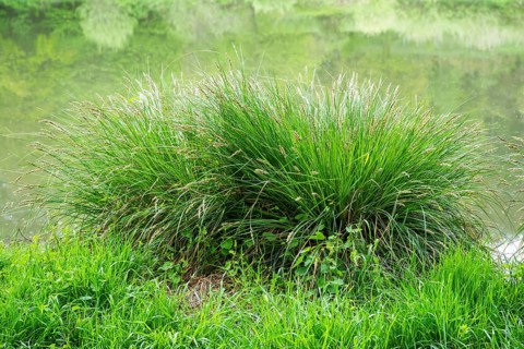 Greater tussock-sedge (Carex paniculata) grass bushes in a forest next to a little lake in spring,