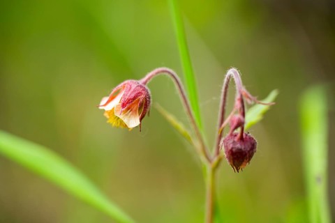 Water avens (Geum rivale), blossom, detail, Bavaria, Germany