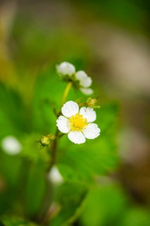 Wild strawberry (Fragaria vescaa) plants blooming, blossom, detail, Bavaria, Germany
