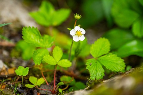 Wild strawberry (Fragaria vescaa) plants blooming, blossom, detail, Bavaria, Germany