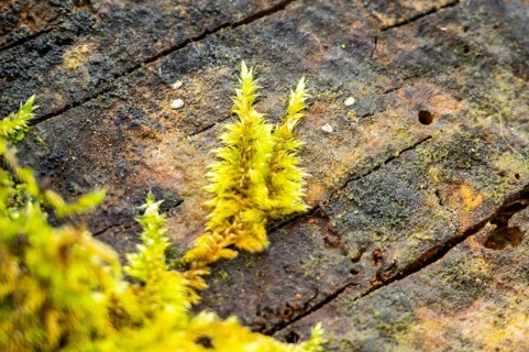Red-stemmed feathermoss (Pleurozium schreberi) growing on old wood in a forest, Bavaria, Germany