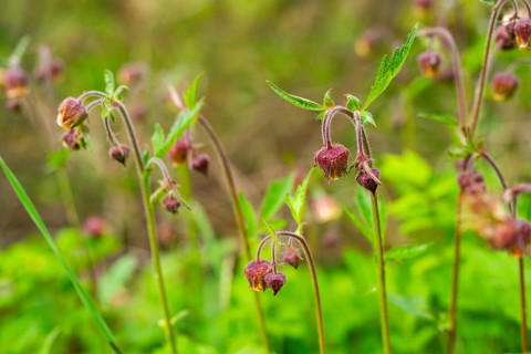 Water avens (Geum rivale), blossom, detail, Bavaria, Germany