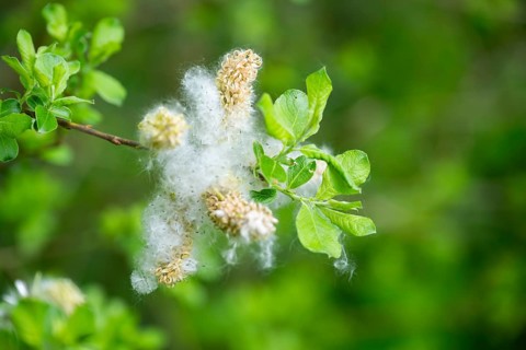Eastern crack-willow (Salix euxina), pussy willow, seeds in spring, detail, Upper Palatinate,