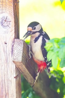 Great spotted woodpecker (Dendrocopos major) sitting on wooden slat, Austria