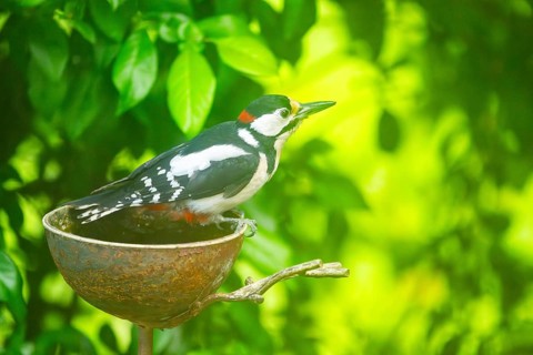 Great spotted woodpecker (Dendrocopos major) sitting on feeding station, Austria
