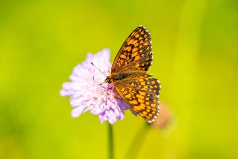 Heath fritillary (Mellicta athalia) butterfly sitting in a colorful blossom, Austria