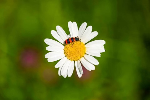 Trichodes apiarius beetle on a ox-eye daisy (Leucanthemum vulgare) blossom in summer, Austria