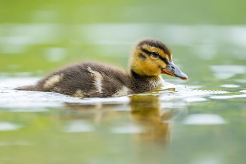 Wild duck (Anas platyrhynchos) chick swimming on a lake, Bavaria, Germany