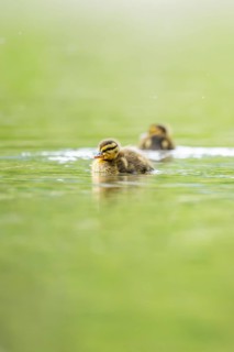Wild duck (Anas platyrhynchos) chick swimming on a lake, Bavaria, Germany