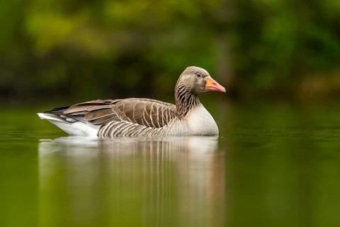 Close-up of a Greylag Goose (Anser anser) swimming in the water in spring, Austria