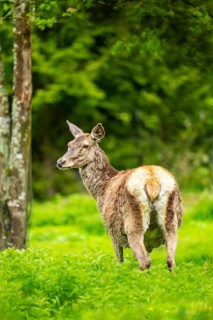 Red deer (Cervus elaphus) hind on a meadow in spring, Austria