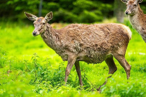 Red deer (Cervus elaphus) hind on a meadow in spring, Austria