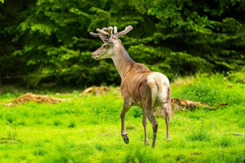 Red deer (Cervus elaphus) stag on a meadow in spring, Austria