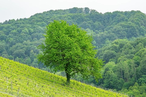 Wild cherry (Prunus avium) tree standing in the middle of a wine yard in southern styria, Austria