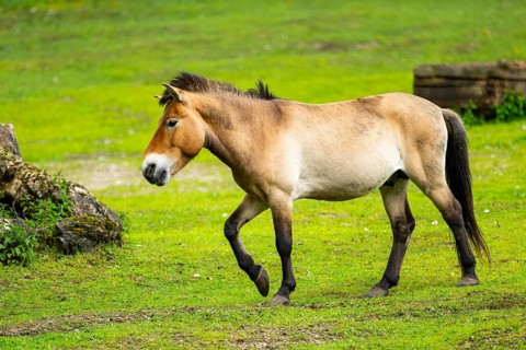 Przewalski's horse (Equus ferus przewalskii) standing on a meadow, Austria, Germany