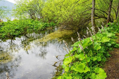 Lanscape of a little stream flowing through the forest in spring on a rainy day, Bavaria, Germany