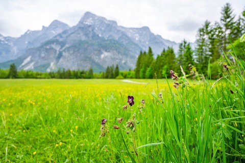 Spring meadow with the Alps in the background on a rainy day, Traunkirchen, Salzkammergut, Austria
