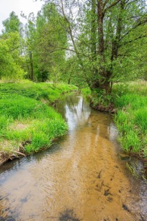 Lanscape of a little stream flowing through the forest in spring on a rainy day, Bavaria, Germany