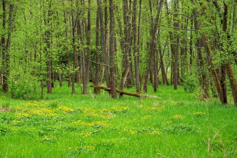 Moorland with blooming Marsh-marigold (Caltha palustris) in a Common alder (Alnus glutinosa) forest