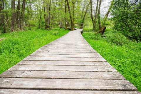 Walking trail going through the forest in spring on a cloudy day, Bavaria, Germany