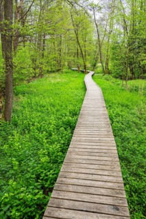 Walking trail going through the forest in spring on a cloudy day, Bavaria, Germany