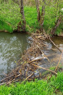 Dam of a Eurasian beaver (Castor fiber) in a small stream, Upper Platine, Bavaria, Germany