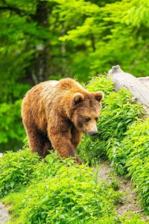 Eurasian brown bear (Ursus arctos arctos) in a forest, Austria