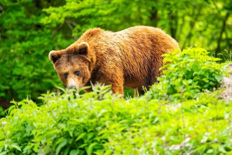 Eurasian brown bear (Ursus arctos arctos) in a forest, Austria