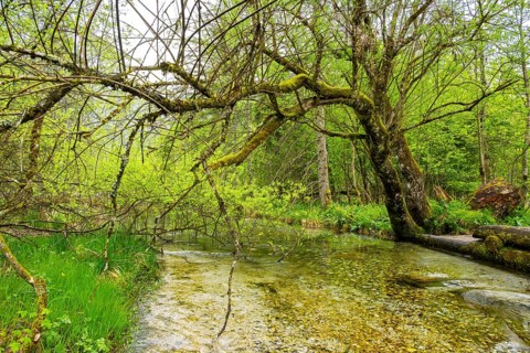 Lanscape of a little stream flowing through the forest in spring on a rainy day, Bavaria, Germany